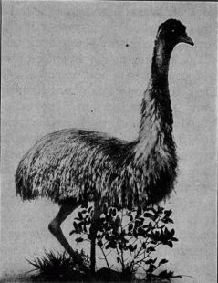 An Australian emeu