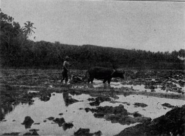 Native ploughing in rice-field, Guam. One may find rice-farms as skilfully cultivated as those of Japan or China