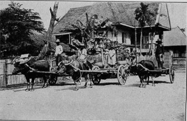 The carabao, harnessed to a dray or wagon, shuffles along
