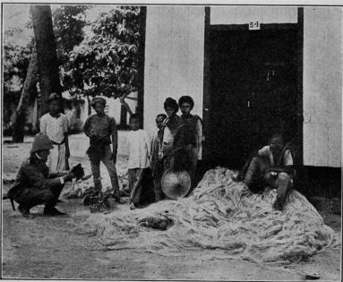 Manila hemp as it is brought in from the country