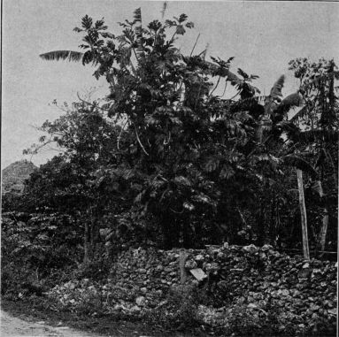 A breadfruit tree in Java