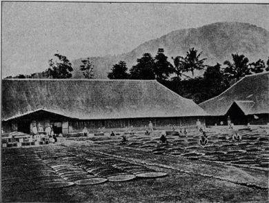 Coffee-drying in Java