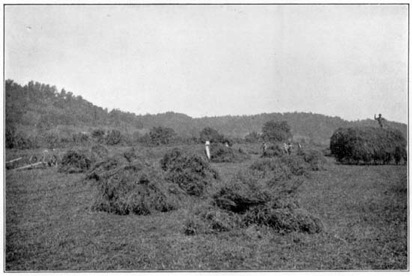 Red clover on the farm of P. S. Lewis and Sons,
Point Pleasant, W. Va.