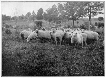 Sheep on a New York farm.