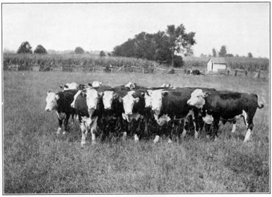 Texas calves on an Ohio farm.