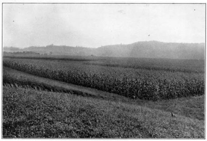 Corn in the Ohio Valley.