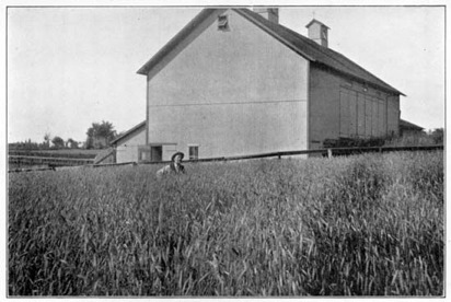 On the productive farm of Dr. W. I. Chamberlain, in
Northern Ohio.