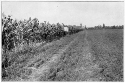 Alfalfa and Corn in Indiana