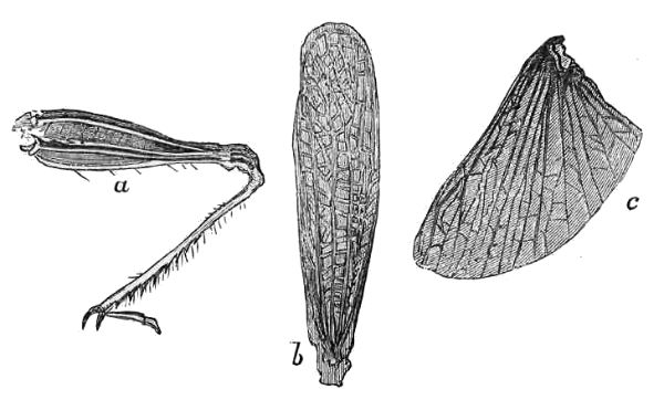 a, b, c. Leg, wing-cover, and wing of Grasshopper, magnified.