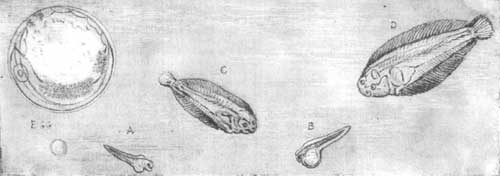 Fig. 1.—Egg of Sole, and Stages in its Growth.