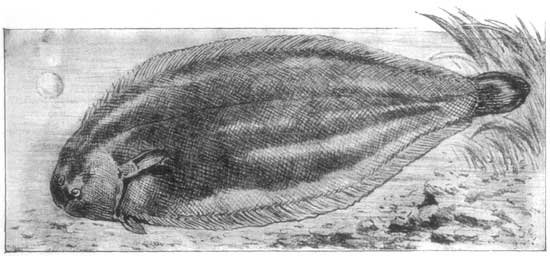 Fig. 2.—Full-grown Sole.