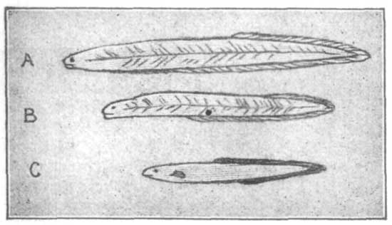 Stages in Growth of young Eel.