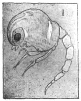 Fig. 1.—Young Crab: first stage.