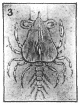 Fig. 3.—Last stage of Crab's Infancy: back view.