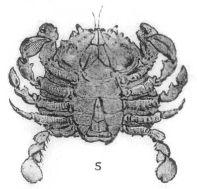 Fig. 5.—Full-grown Crab, under side, showing tail curled
up.