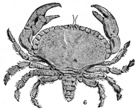 Fig. 6.—Full-grown Crab, upper side, with tail unfolded.