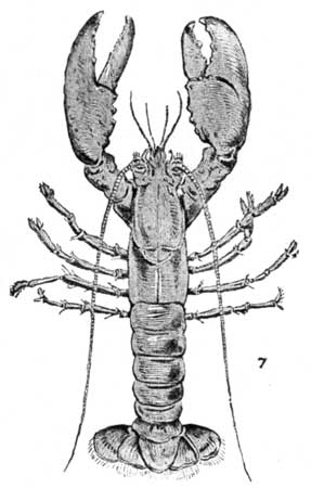 Fig. 7.—Lobster.