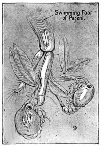 Fig. 9.—Swimming Foot of Crayfish, with the young ones
attached.