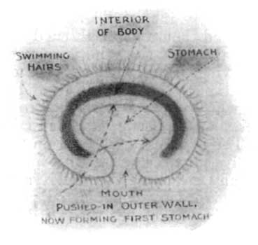 Fig. 2.—Young Starfish, second stage.