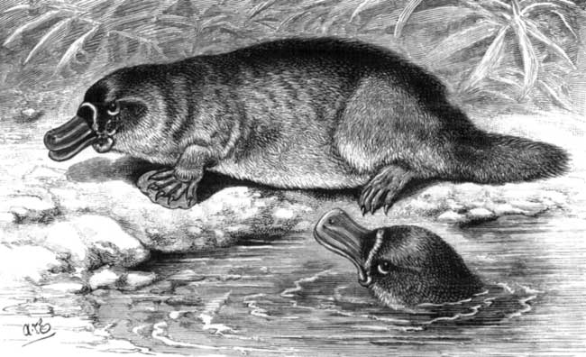 The Duck-Billed Platypus.