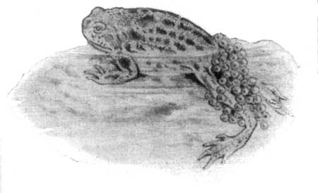 The Obstetric Frog, which carries its eggs twisted round the hind legs.