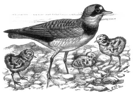 Fig. 2.—Ringed Plover, and young ones.
