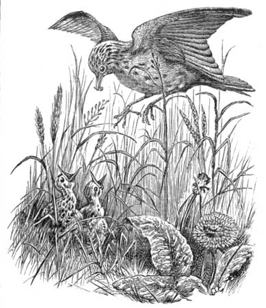 Fig. 3 Skylark, and young ones.