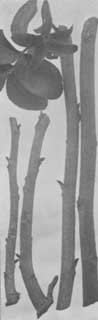 Fig. 14. Bud sticks of previous season's growth.