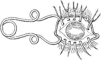 Fig. xv.