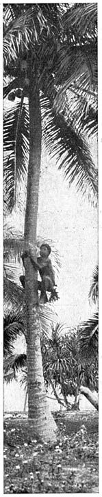 Beklimming van een kokospalm.