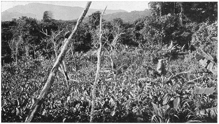 Een taroveld op Maevo in het oerwoud.