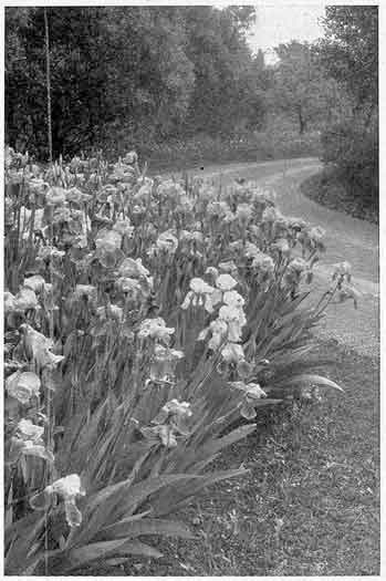 A stand of German Iris