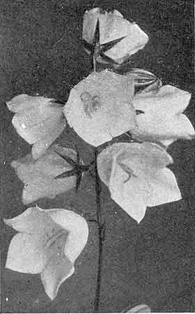 Campanula Persicifolia