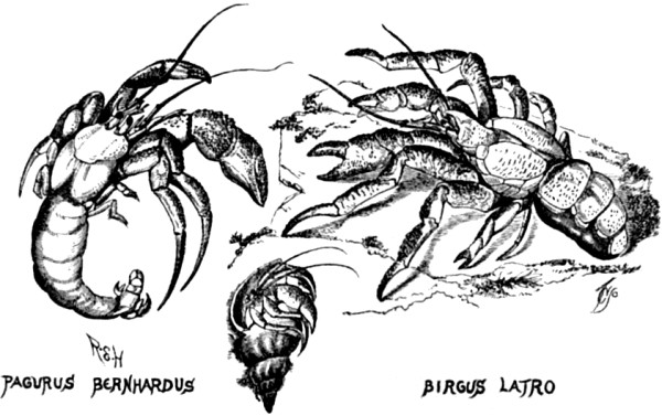 Hermit-crabs compared with the cocoa-nut crab.