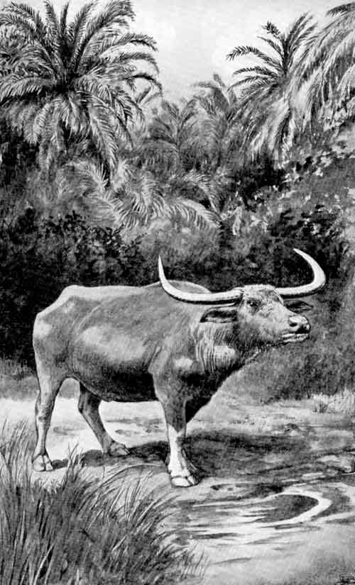 The Buffalo that lives in India
