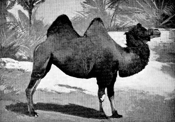 Bactrian Camel—with Two Humps