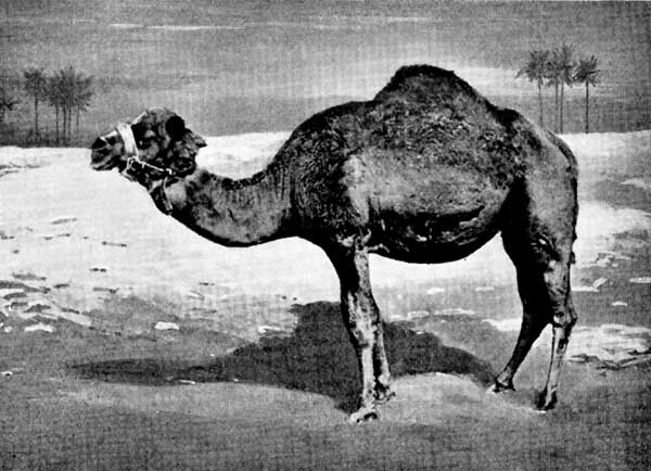 Arabian Camel—with One Hump