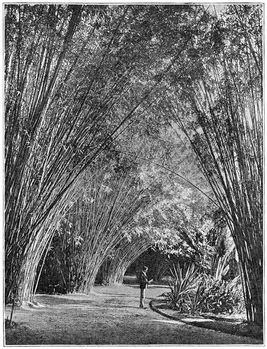 Bamboelaan in den Botanischen Tuin.