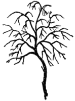 Gooseberry Tree