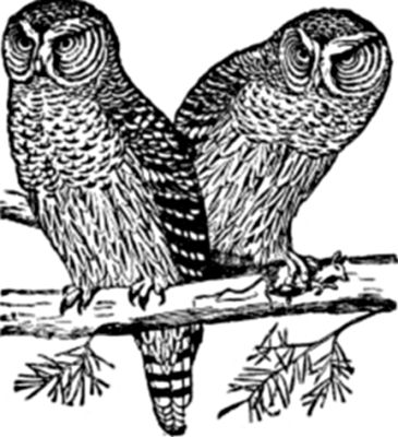 A pair of owls.