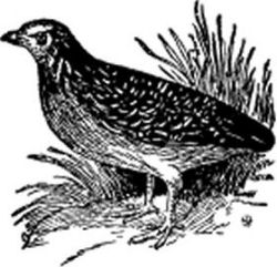 A single quail.