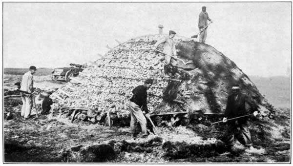 A Stack Nearly Completed at the Pennsylvania Experiment
Station
