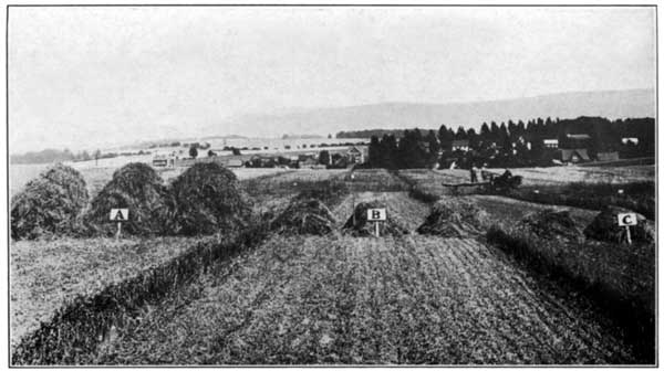 Effect of Excessive Use of Burned Lime Without Manure at
the Pennsylvania Experiment Station