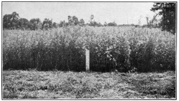 Sweet Clover Thrives When Lime and Manure Are Supplied,
Ohio Experiment Station