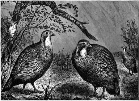 SOME BIRDS OF THE CAUCASUS. (See p. 121.)