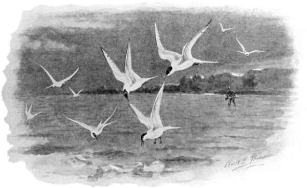 Terns aiding a wounded bird in the water, a hunter nearby.