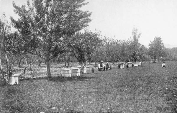 Three farmers in a large field with several apiaries.