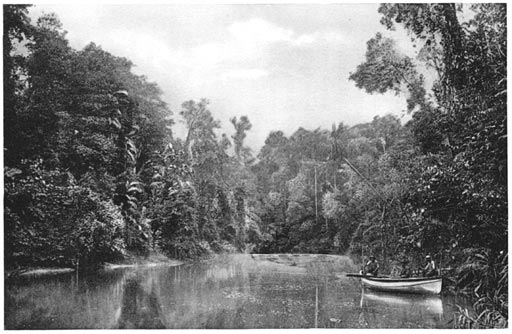 A New Guinea River Scene