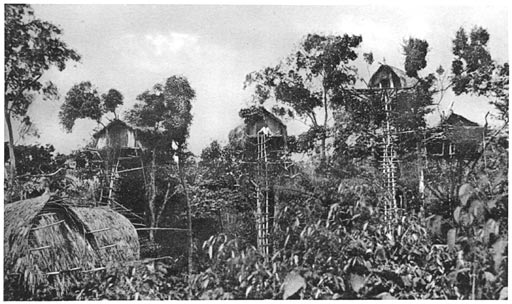 Papuan Tree-Houses