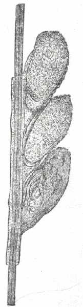 FIG. 80.